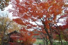 イロハモミジの紅葉3