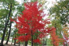 イロハモミジの紅葉2