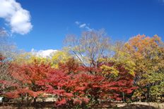 イロハモミジの紅葉1