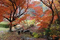 流れのある坂道の紅葉1