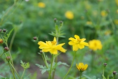 キバナコスモス