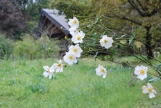 シュウメイギク