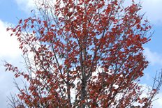 オオヤマザクラ