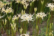 シロバナヒガンバナ2