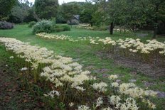 シロバナヒガンバナ1