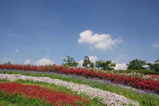 馬見花苑の花々2