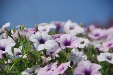 馬見花苑のペチュニア