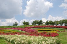 馬見花苑の花々2