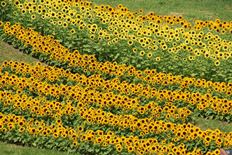 カリヨンの丘のヒマワリ2