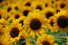 カリヨンの丘のヒマワリ3