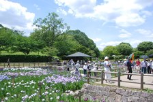 今日の菖蒲園の様子です