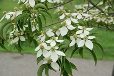 常緑ヤマボウシ