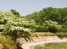 ヤマボウシも満開です