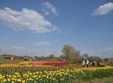 大型テントのチューリップ