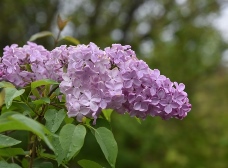 ライラックが見頃です。