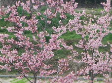河津桜が満開です