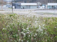 雪柳も咲き始めました