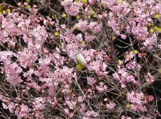 ケイオウザクラ