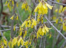 レンギョウが咲き始めました