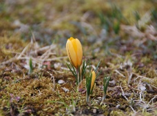 クロッカスが咲き始めました