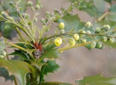 ヒイラギナンテン