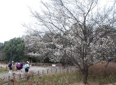 白梅が満開です