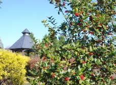 クリスマスホーリー