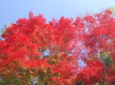 イロハモミジの紅葉1