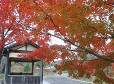 イロハモミジの紅葉も終盤です