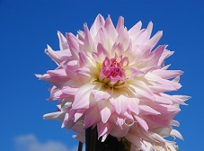 ダリアは満開です（高嶺）