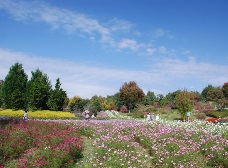 花の道のコスモス