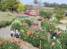 ダリア園1