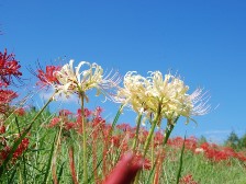 リコリス・アルビフローラ2