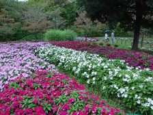 花の道のニューギニアインパチエンス