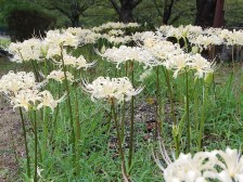 リコリス・アルビフローラ1