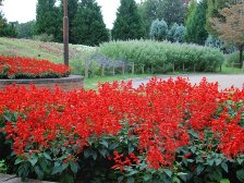 花の道のサルビア