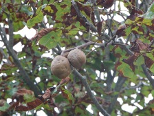 ベニバナトチノキ