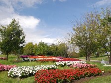 ニューギニアインパチエンスの花壇