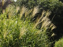 タカノハススキ