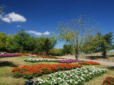 ニューギニアインパチエンスの花壇