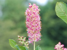 アメリカリョウブ