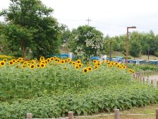 彩りの広場のヒマワリも2分咲きです。