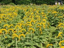 ヒマワリは見頃です