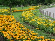 彩りの広場の花壇