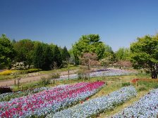 花の道のネモフィラ2