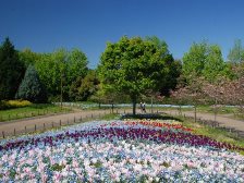 花の道のネモフィラ3