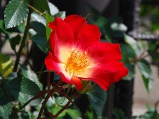 バラが咲き始めました