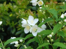 バイカウツギも咲き始めました