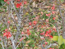 クサボケが咲き始めました