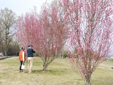 ハナモモも2,3分咲きです